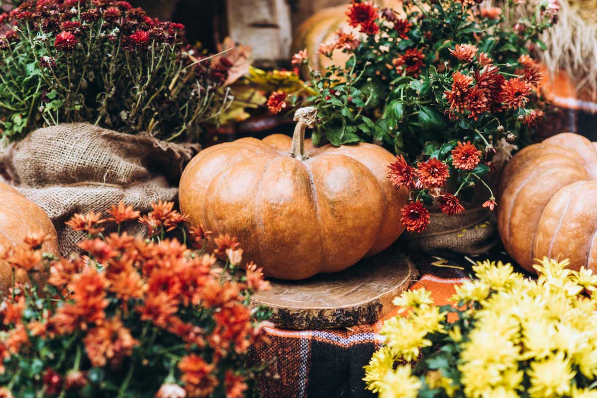 Featured image for “Team Corner: Farewell Fall Festival”